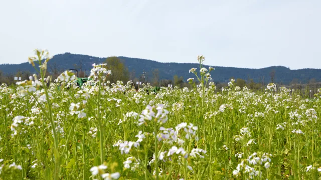 Cover crops