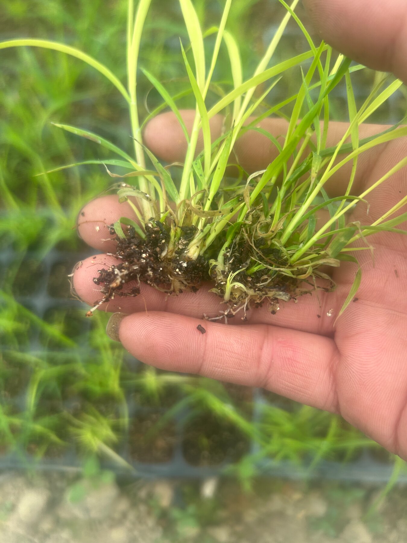 手持甘蔗幼苗根系和基部近景