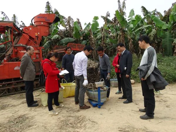 真实照片：2017年广西农垦项目查定现场