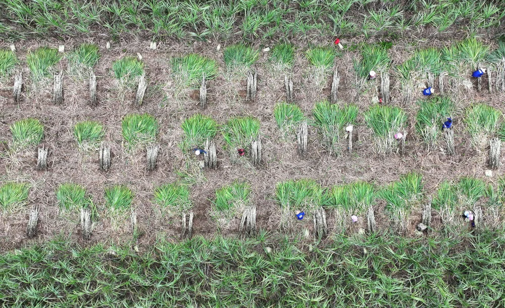 来宾兴宾区小平阳镇采收