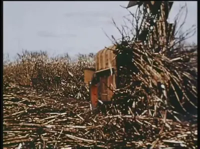机身侧箱标有TOFT CANE HARVESTER的设备