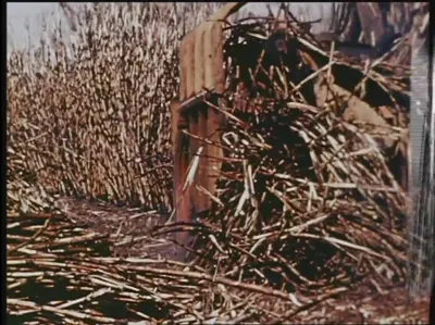 机身侧箱标有TOFT CANE HARVESTER的设备