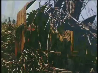 机身侧箱标有TOFT CANE HARVESTER的设备