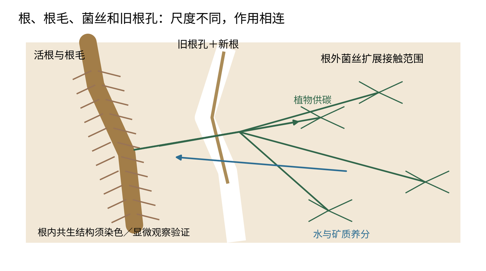 图23-G 根毛、根外菌丝与旧根孔的概念剖面。原创示意；不同尺度为教学放大，未按比例；绿色箭头为植物供碳，蓝色为水与矿质养分的示意运输。