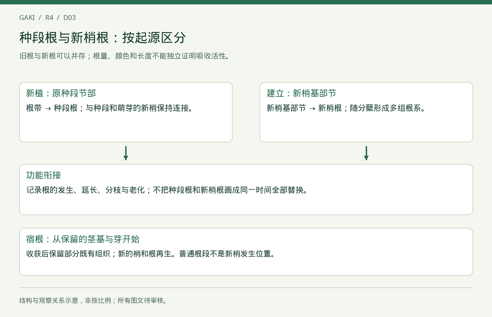 根系起源与功能衔接图。箭头表示发育关联，不表示固定天数或根系贡献比例。