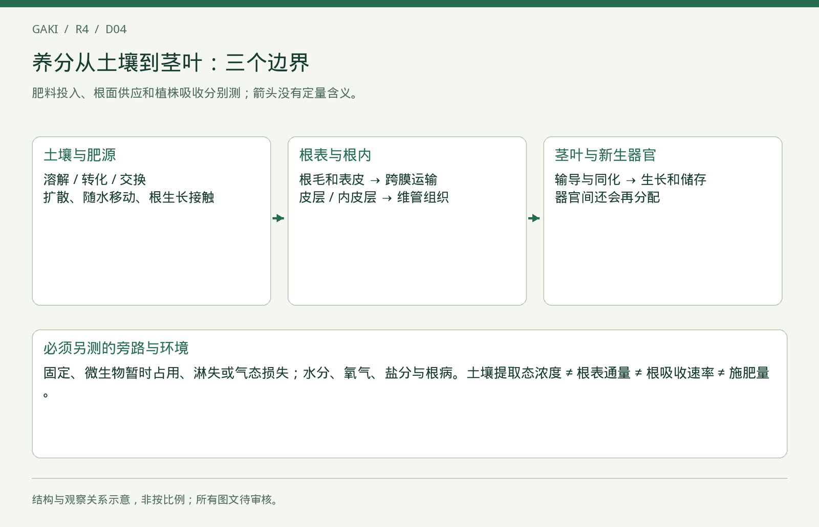 根际吸收与输导微观关系