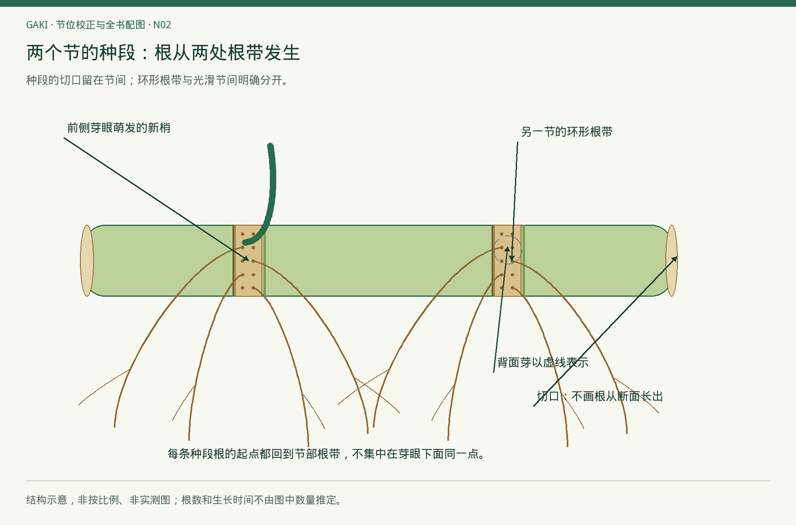 褐色线为种段根;新梢仅从可见侧芽眼发生,背面芽用虚线标记。