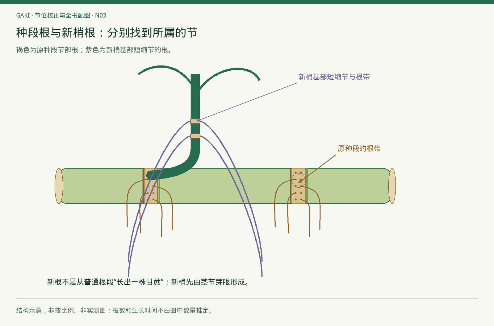 示意区分新梢茎节与原种段茎节；颜色不表示实测活性、年龄或通量。