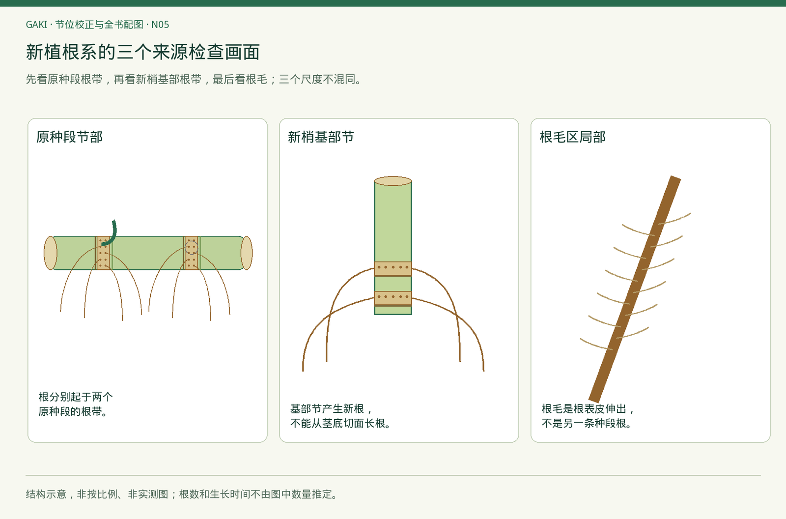 第三格只表示根毛的表皮来源,没有显微尺寸;真实切片另附原比例尺。