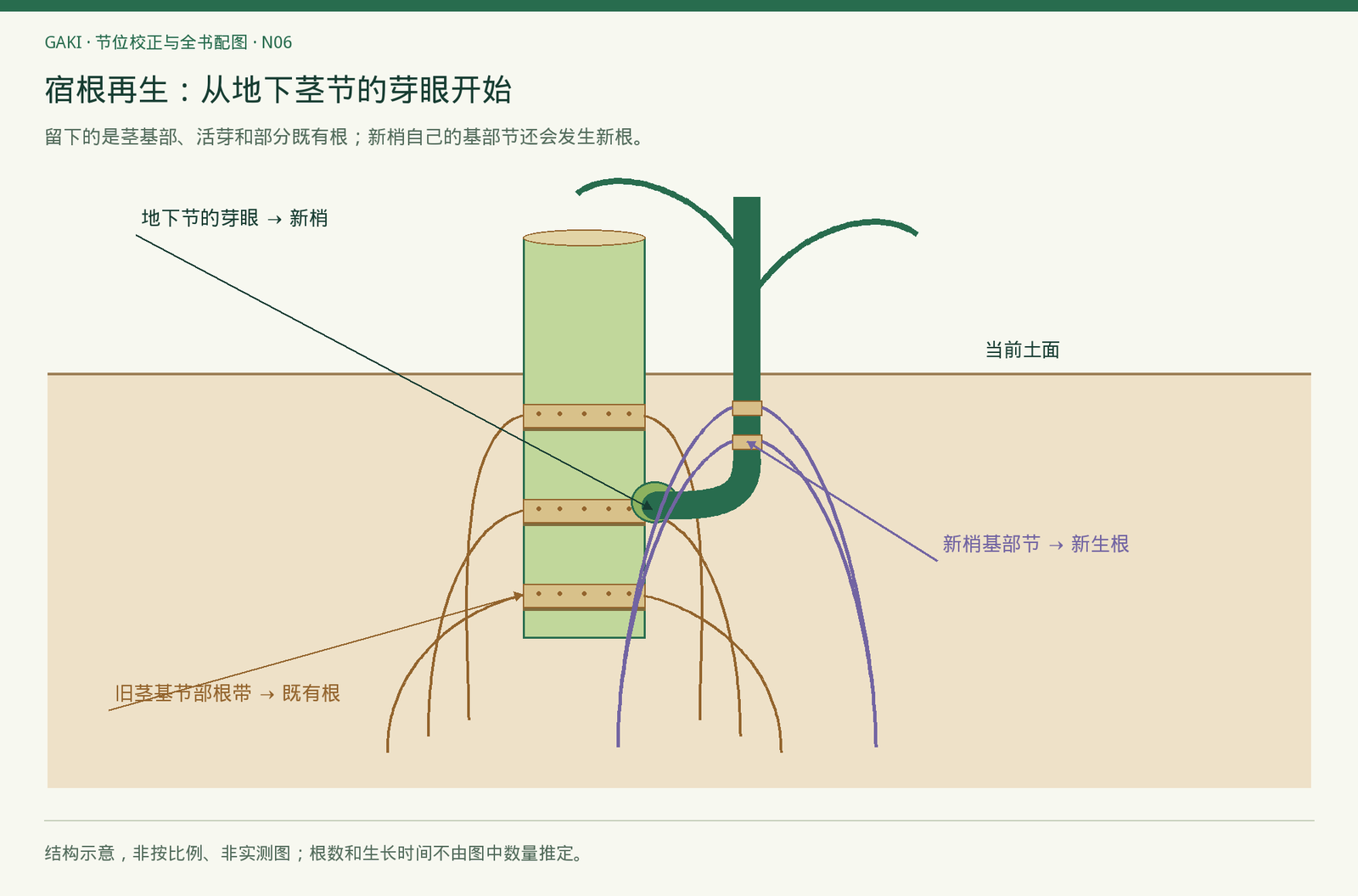 图1-1（节位校正版 N06） 所有根从所属茎节的根带发出；普通根不直接萌发甘蔗新梢。 依据B01、B02及宿根原文[1,2,9]。