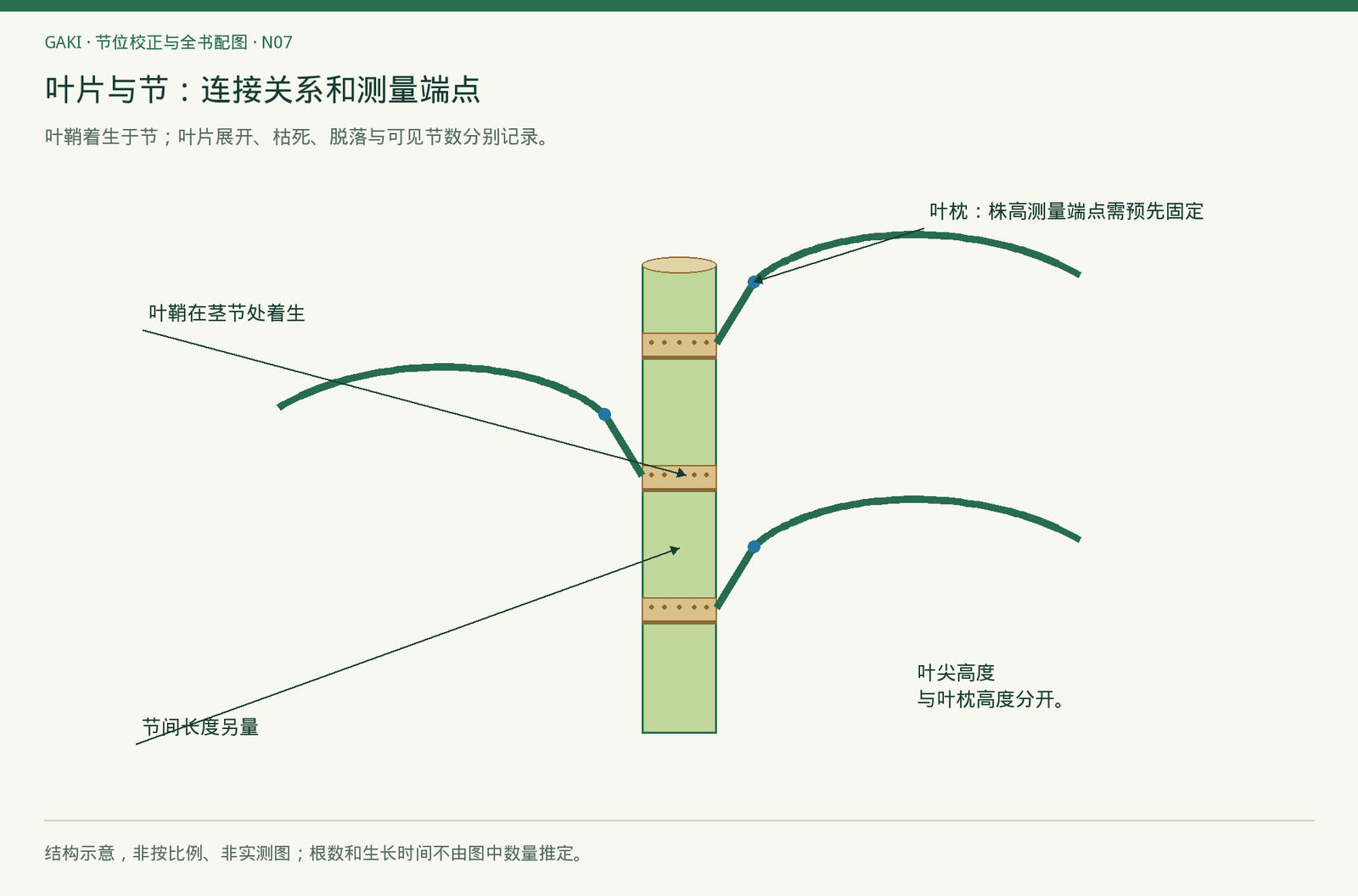 器官示意;不据图中三片叶推定任何阶段的真实叶数。