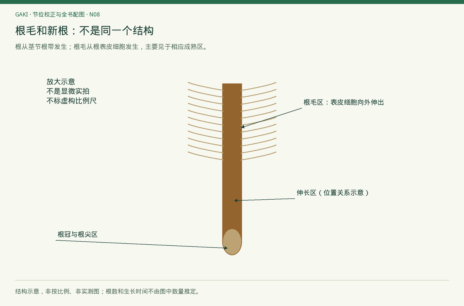 真实组织测量使用独立样品与校准比例尺，不能从本图读取微米数。
