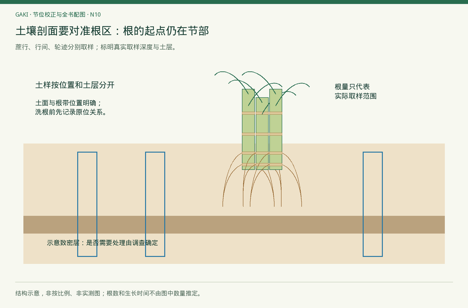 替代旧土壤剖面中从底部一点生根的简化画法；土层深度不按图比例取值。
