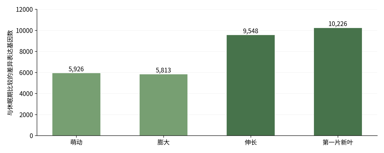 图2-3  XTT22离体芽不同阶段相对休眠期的差异表达基因数。按Li等（2026）结果段重绘；每阶段3个生物学重复，筛选阈值为|log2倍数变化|≥2且FDR≤0.001。[7] 各比较中的基因可能重叠，不应将柱形相加当成独立基因总数。