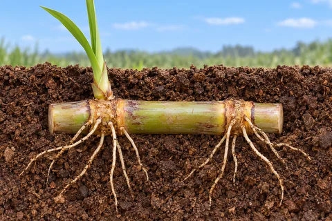 Planting and sprouting