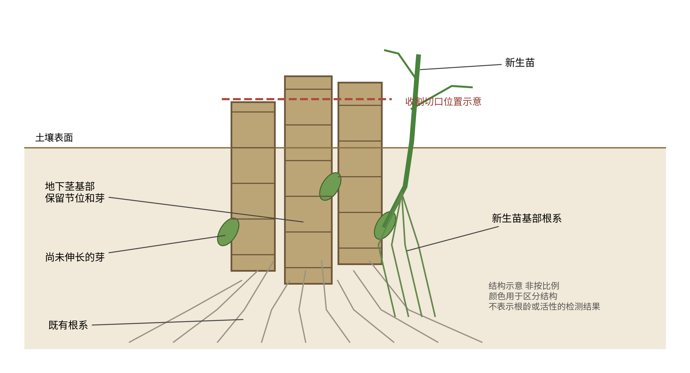 图1-1  宿根蔗蔸、地下芽、既有根系与新生苗的关系。依据器官学概念绘制的结构示意，非按比例；不表示某品种的实际芽数、根深或根系活性。[1,2,9]