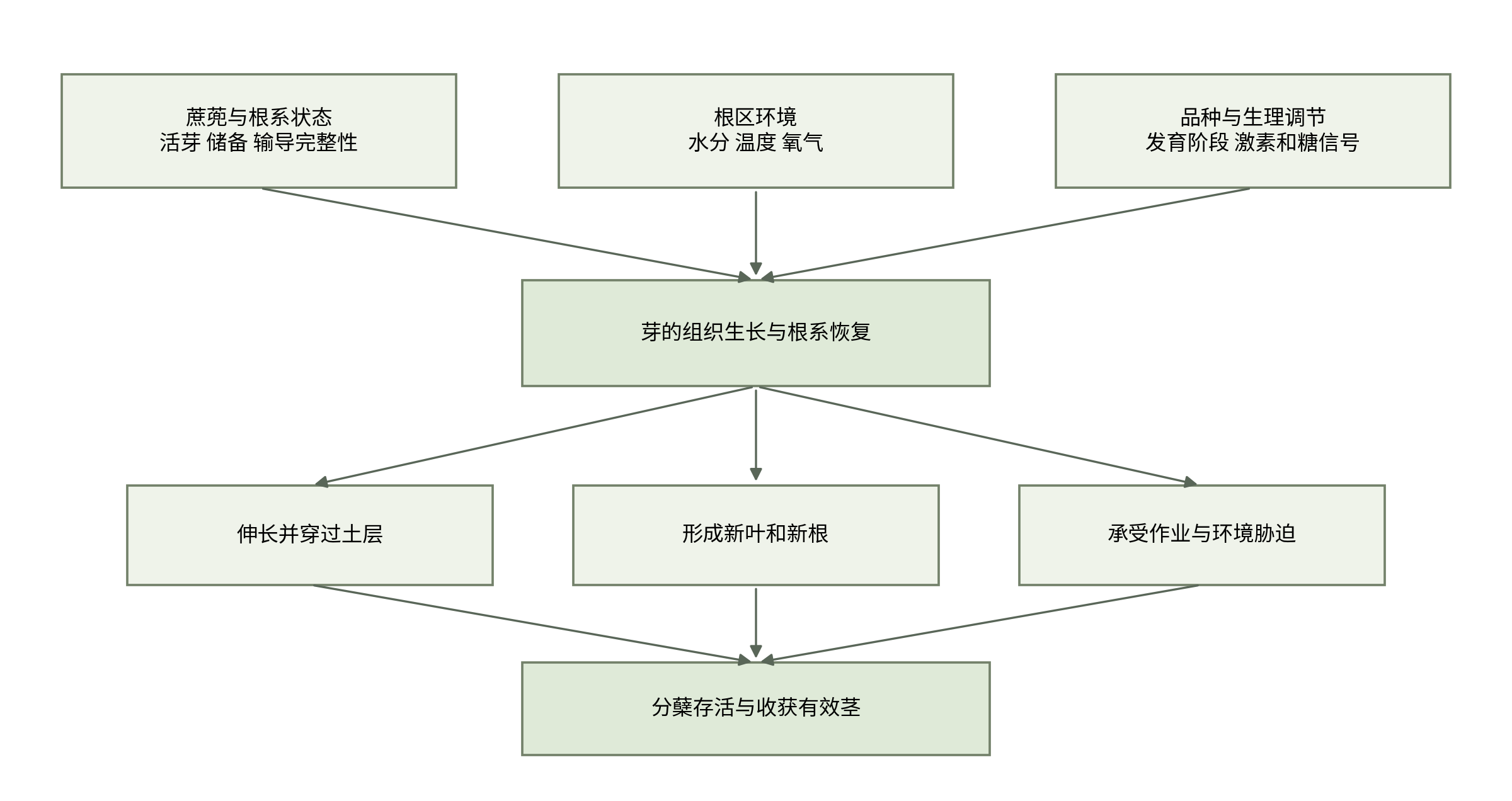 图2-1  从蔗蔸状态到有效茎形成的分析框架。为本书综合示意，各连线表示需要考察的联系，不表示已经量化的因果强度或固定先后天数。